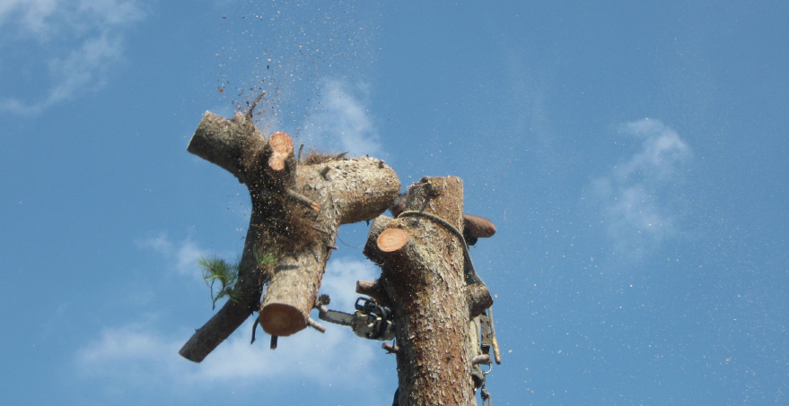 קבלן גיזום עצים נעצר בחשד כי העלים הכנסות של כמיליון ₪